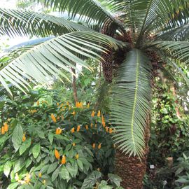 Botanischer Garten in Dresden