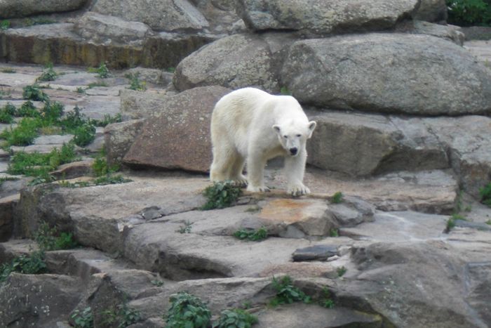 Nutzerbilder Zoologischer Garten Berlin AG