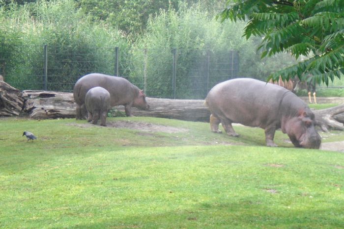 Nutzerbilder Zoologischer Garten Berlin AG