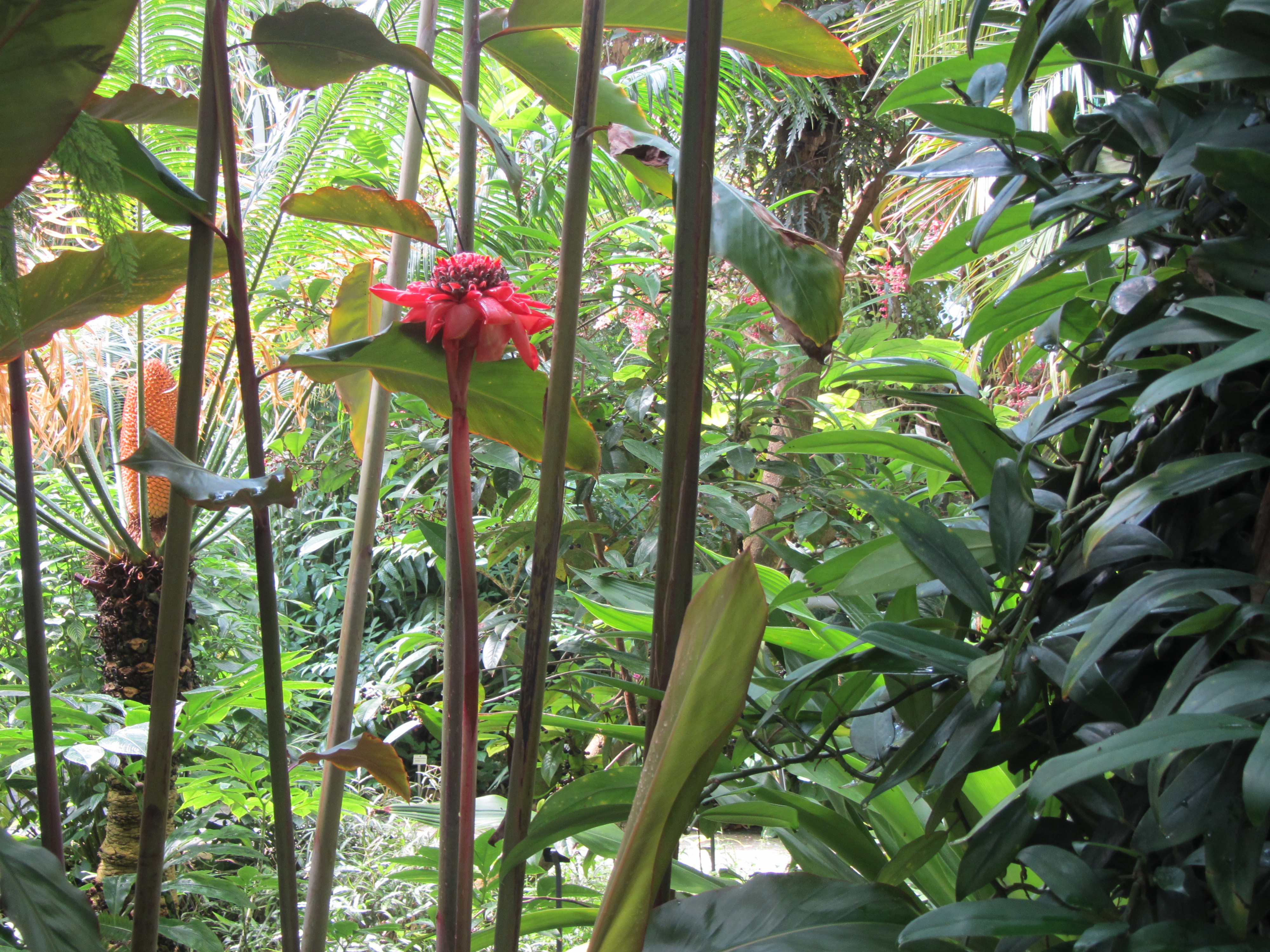 Botanischer Garten in Dresden