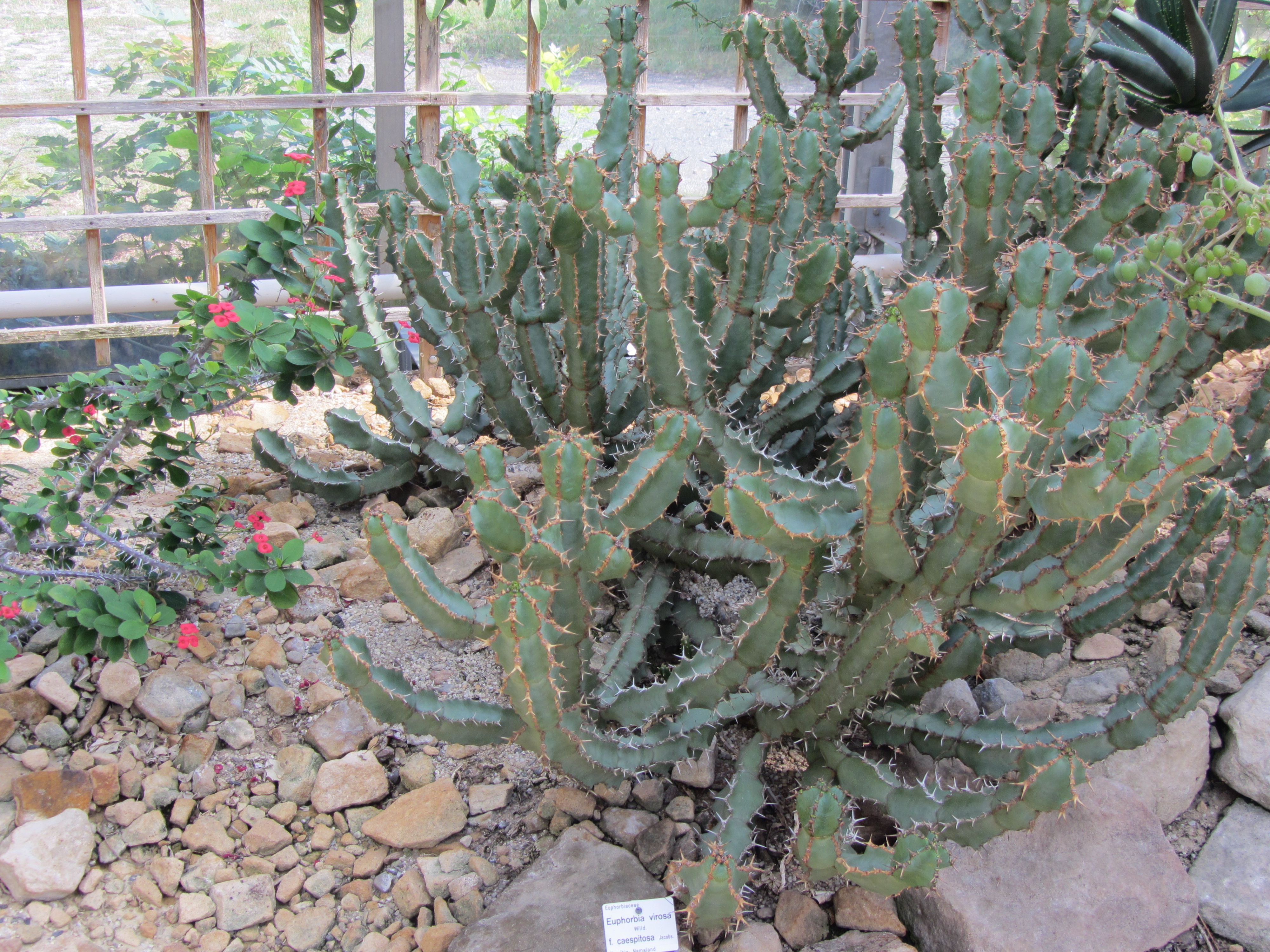 Botanischer Garten in Dresden