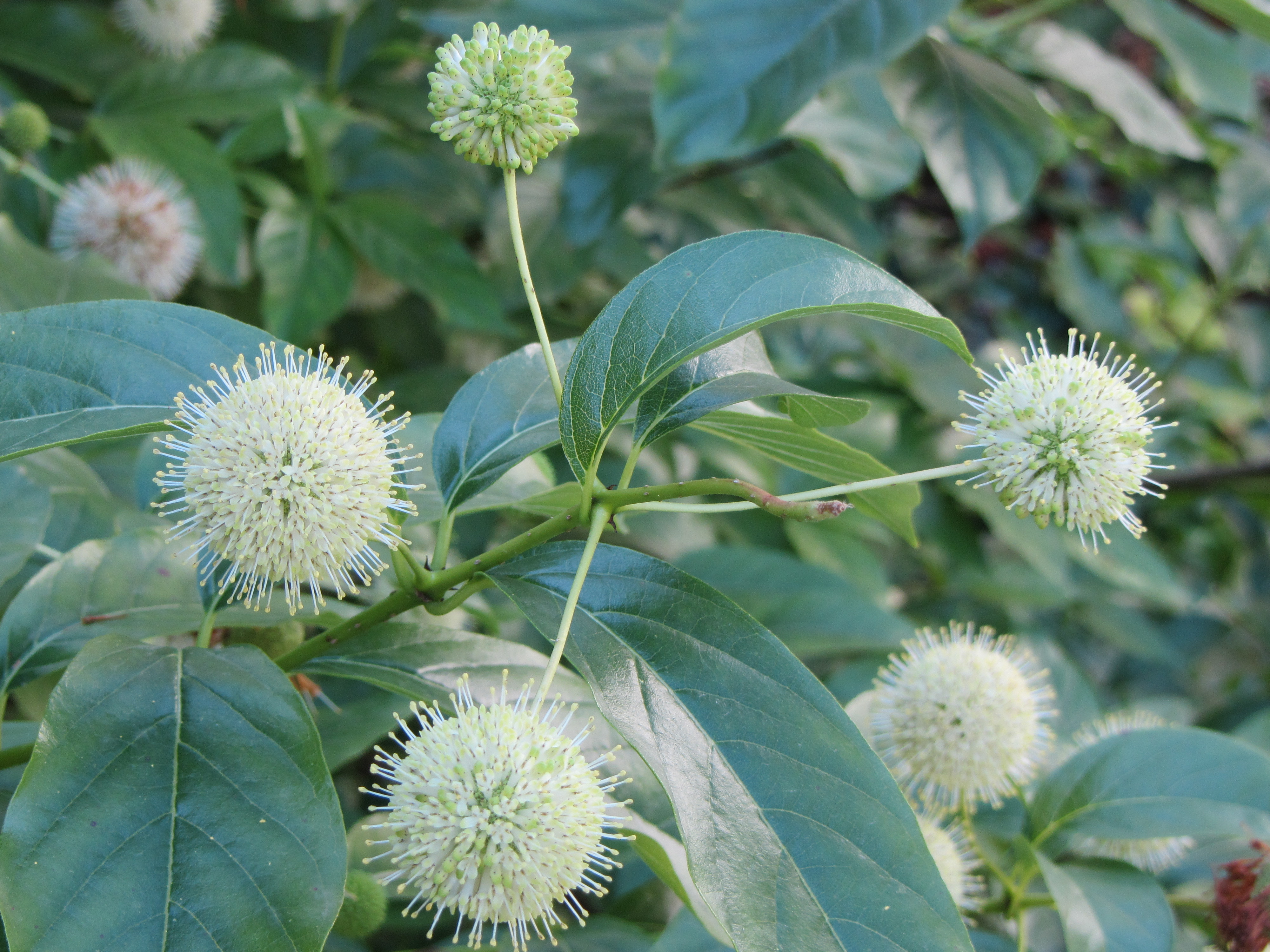 Botanischer Garten in Dresden