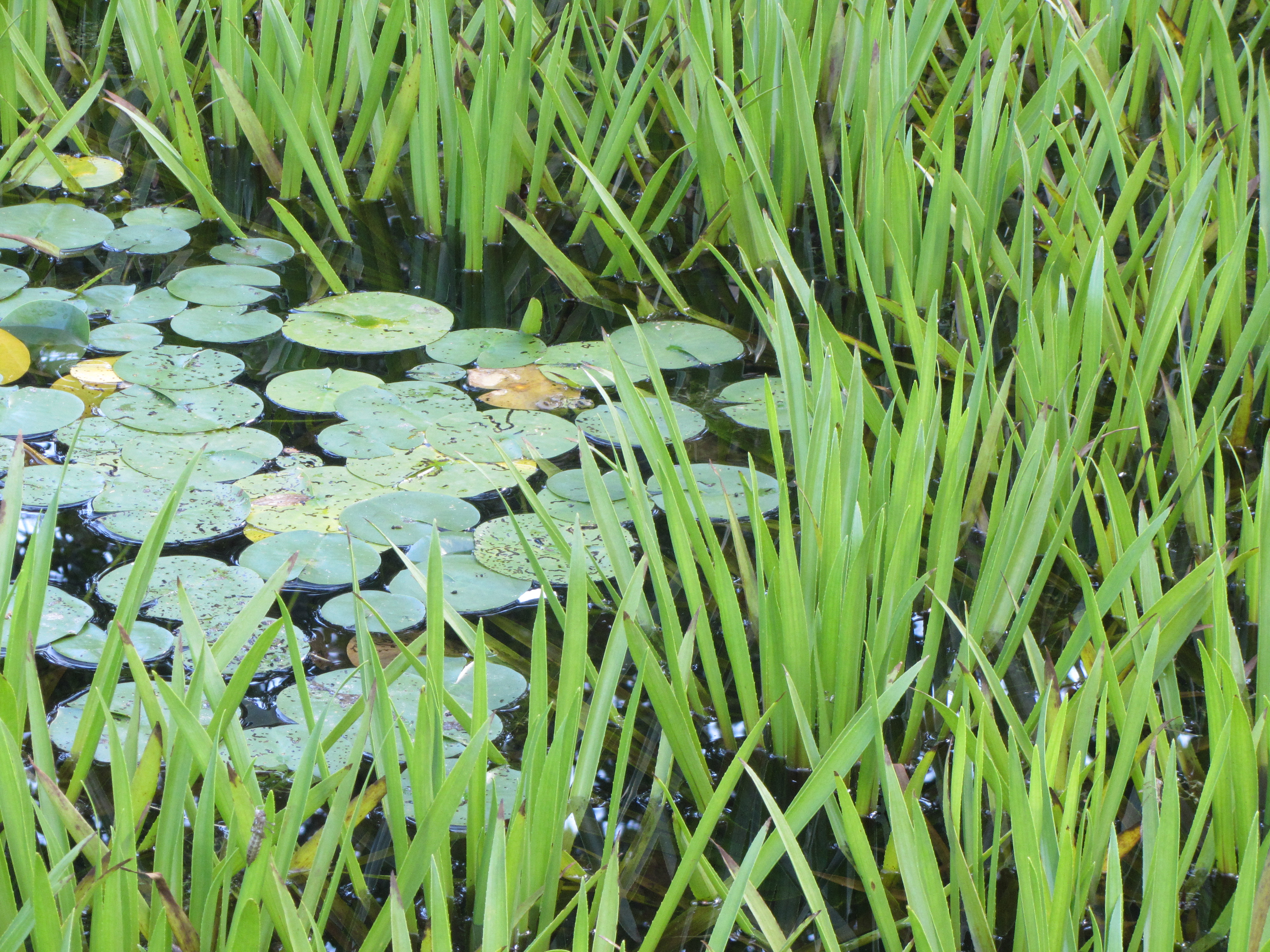 Botanischer Garten in Dresden