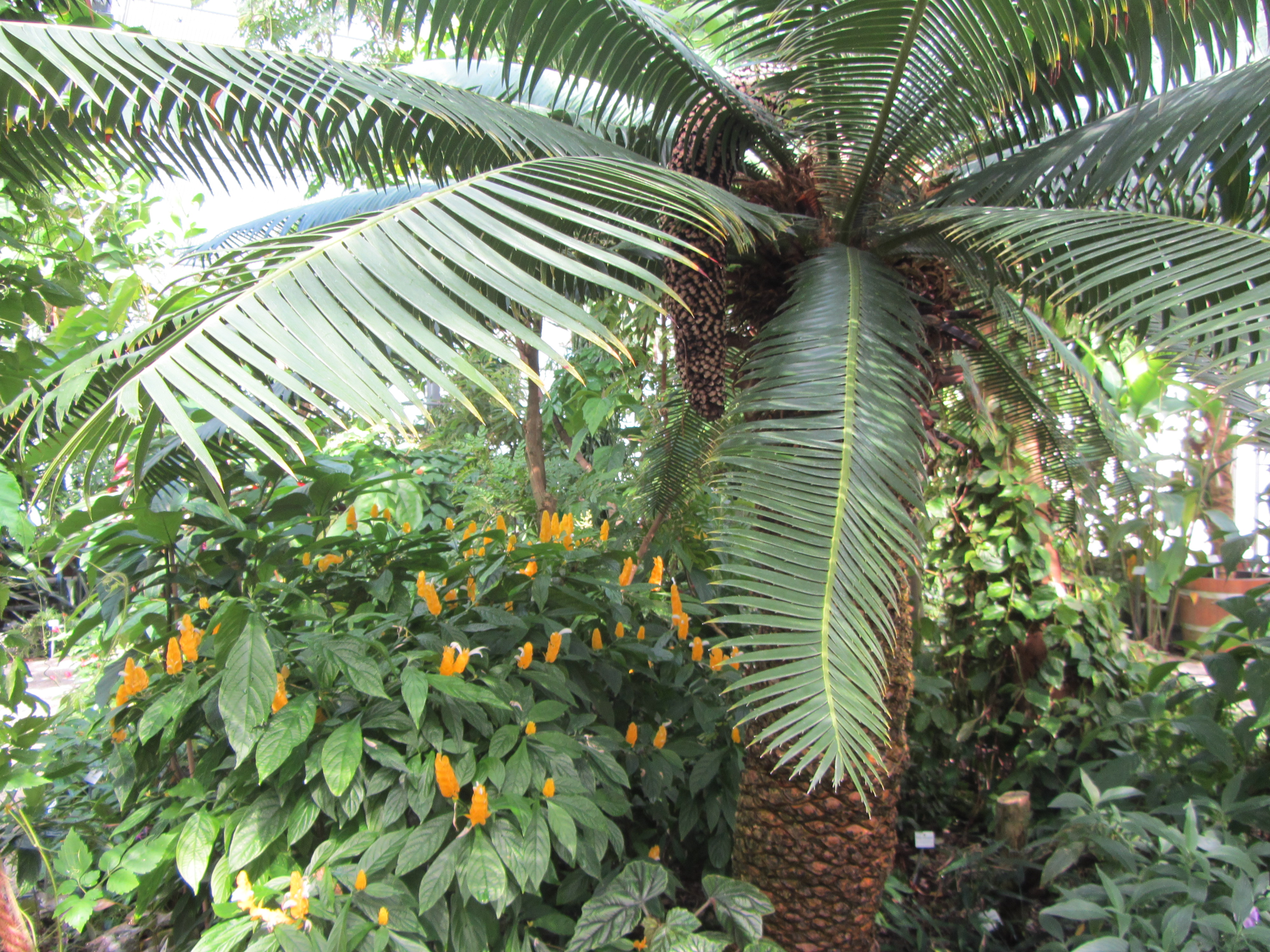 Botanischer Garten in Dresden