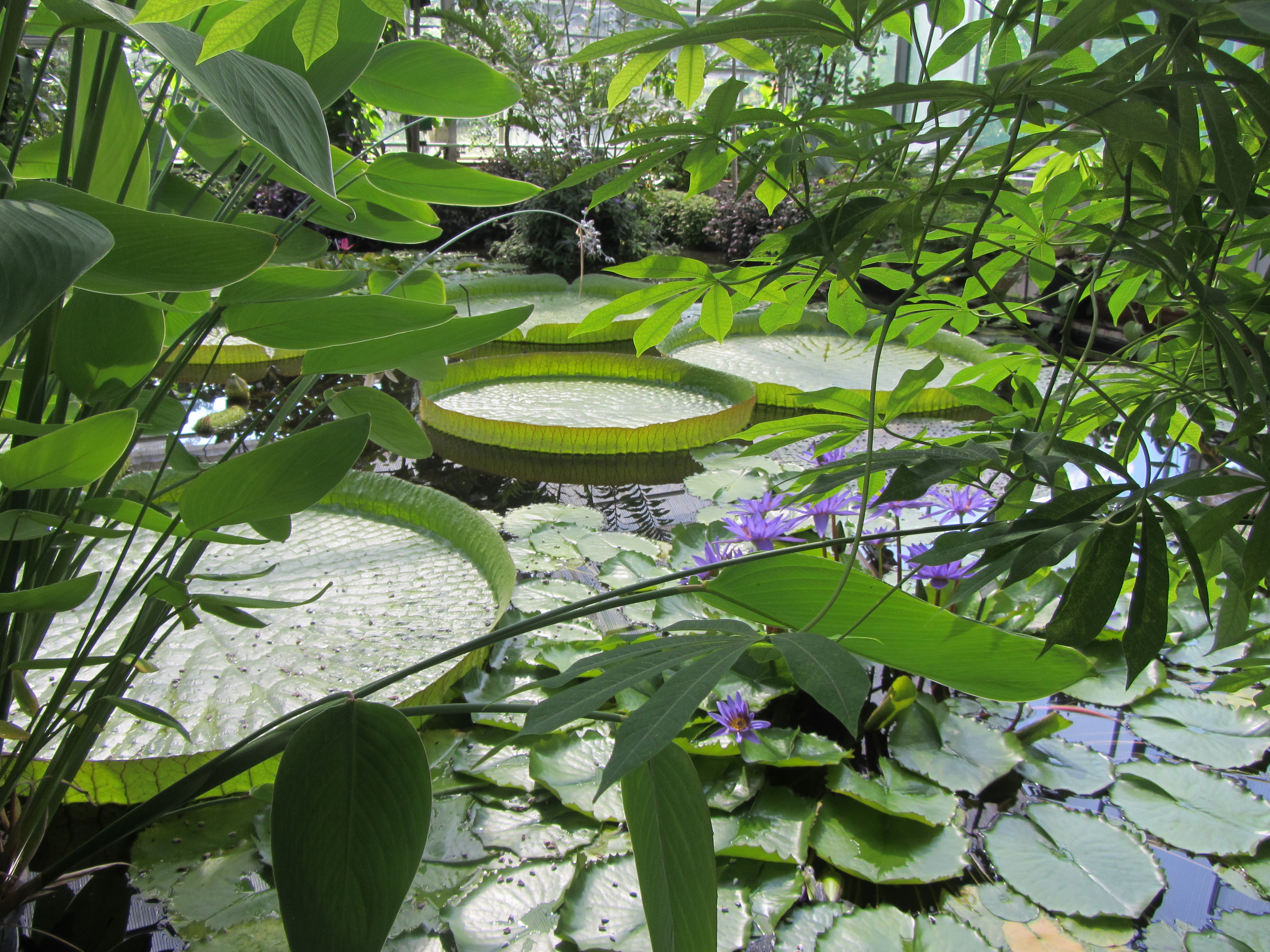 Botanischer Garten in Dresden