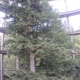 Baumwipfelpfad Bayrischer Wald in Neuschönau