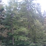 Baumwipfelpfad Bayrischer Wald in Neuschönau