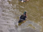 Nutzerbilder Münchener Tierpark Hellabrunn