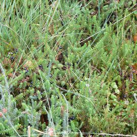 Pietzmoor Naturschutzgebiet in Schneverdingen