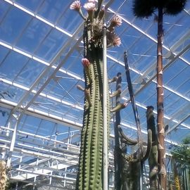 Kaktus bis zum Dach