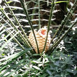 Botanischer Garten München-Nymphenburg in München