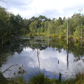 Pietzmoor Naturschutzgebiet in Schneverdingen