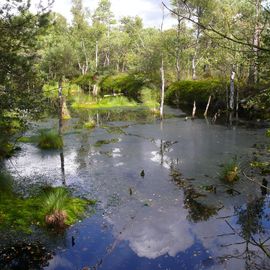 Pietzmoor Naturschutzgebiet in Schneverdingen