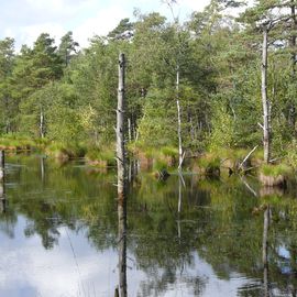 Pietzmoor Naturschutzgebiet in Schneverdingen