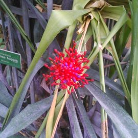 Eine Blume aus Brasilien