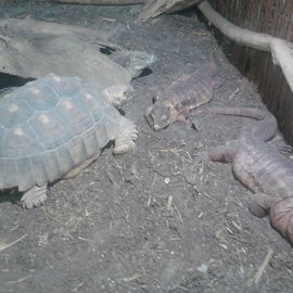 Reptilienzoo Allgäu in Füssen