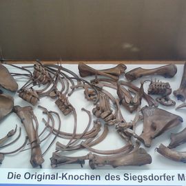 Südostbayerisches Naturkunde- und Mammut-Museum Siegsdorf in Siegsdorf Kreis Traunstein