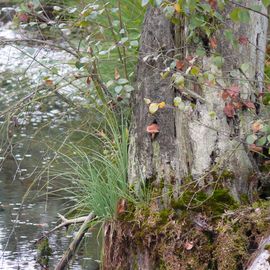 Pietzmoor Naturschutzgebiet in Schneverdingen