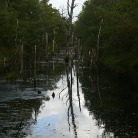 Pietzmoor Naturschutzgebiet in Schneverdingen