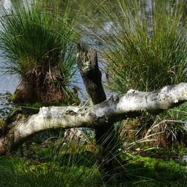 Pietzmoor Naturschutzgebiet in Schneverdingen