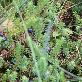 Pietzmoor Naturschutzgebiet in Schneverdingen