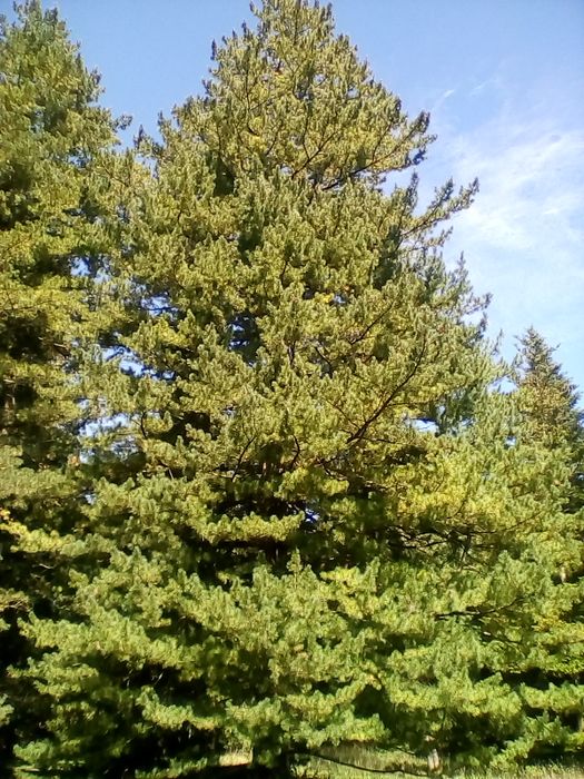 Nutzerbilder Botanischer Garten München-Nymphenburg