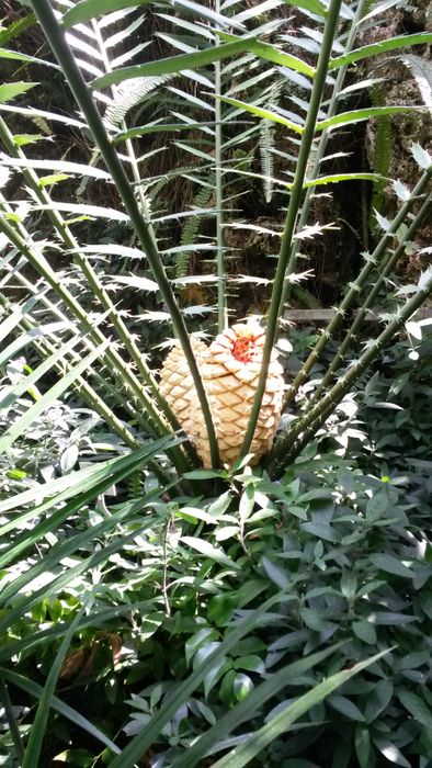 Nutzerbilder Botanischer Garten München-Nymphenburg