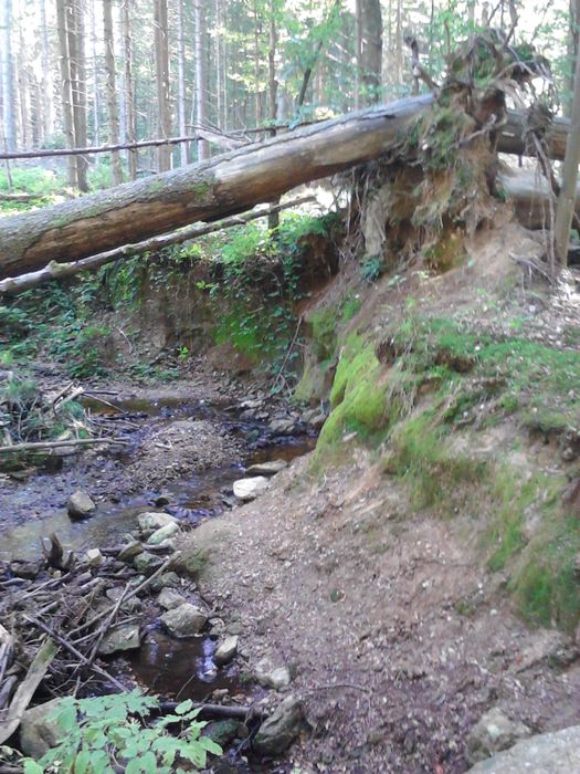 Umgestürzter Baum im Nationalpark