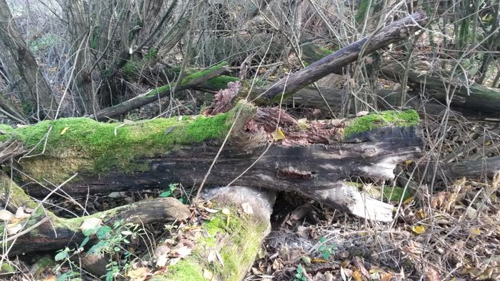 Nutzerbilder Wildgarten Furth im Wald