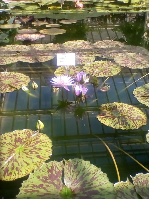 Nutzerbilder Botanischer Garten München-Nymphenburg