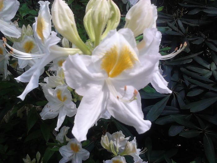 Nutzerbilder Botanischer Garten München-Nymphenburg