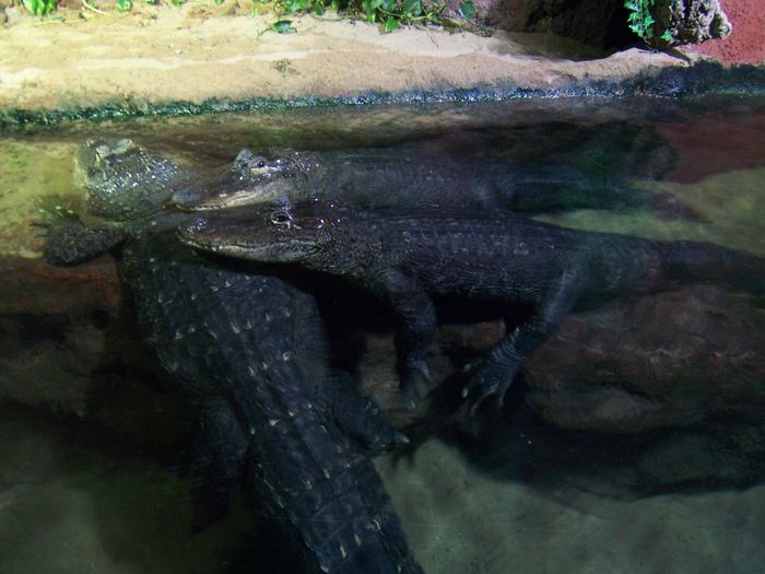 Nutzerbilder Münchener Tierpark Hellabrunn