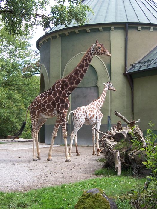 Nutzerbilder Münchener Tierpark Hellabrunn