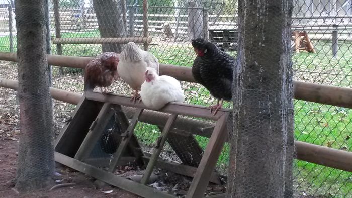 Hühner auf der Stange :-)