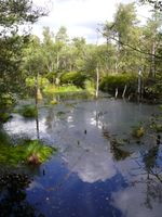 Bild zu Pietzmoor Naturschutzgebiet