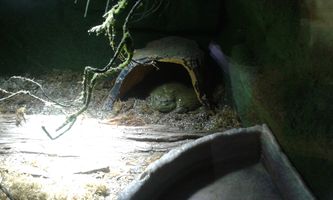 Bild zu Reptilienzoo Allgäu