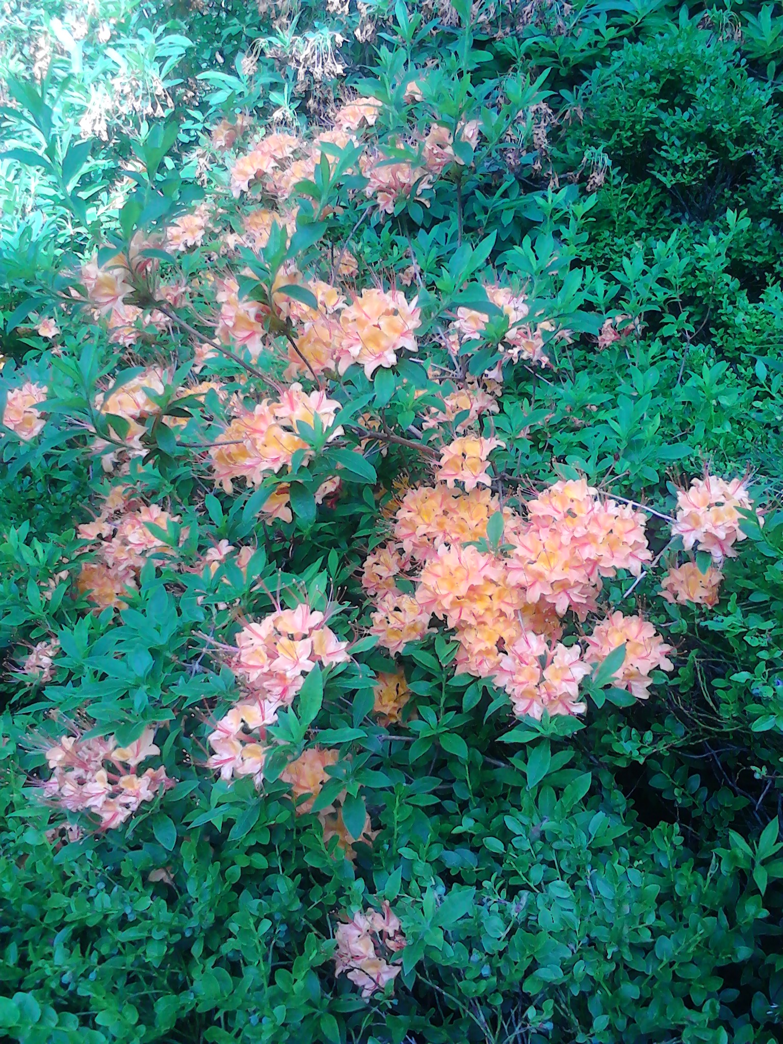 Rhododendron- Pfad
