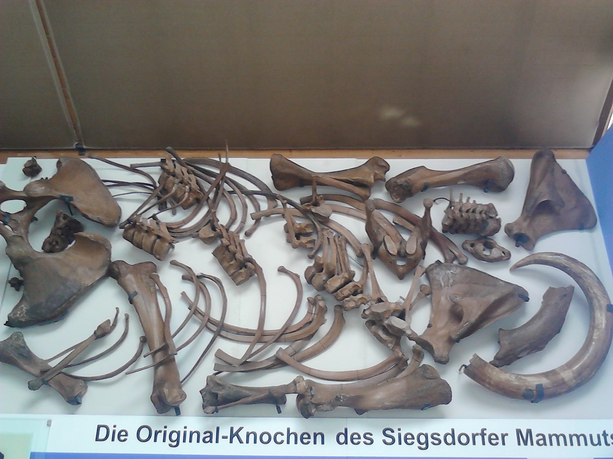 Bild 6 Museum Naturkunde u. Mammut in Siegsdorf