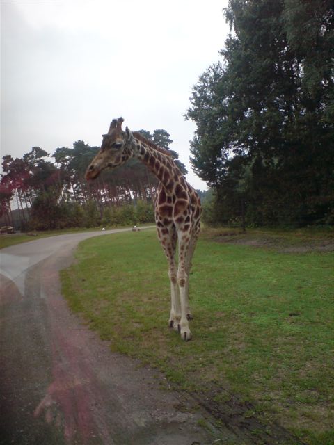 Giraffe am Wegrand