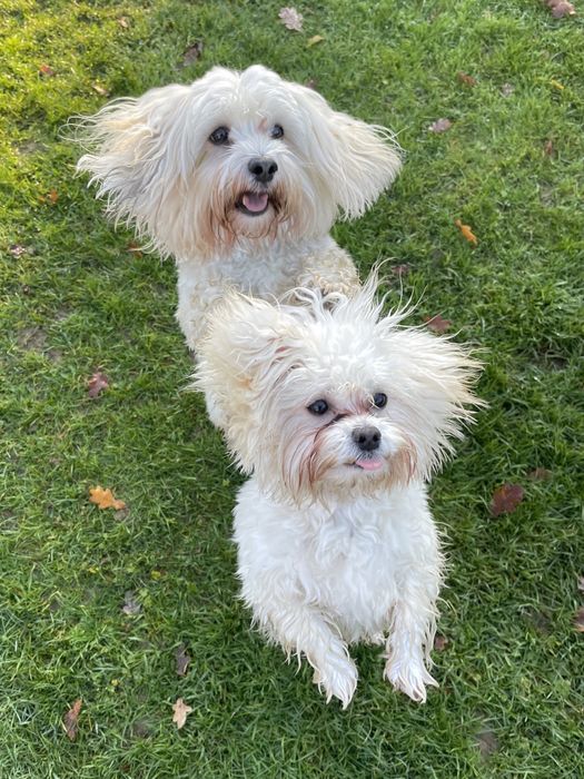 Nutzerbilder Das kleine Hundehaus Hundesalon Brandhorst L. und W.