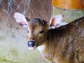 Nutzerbilder Münchener Tierpark Hellabrunn