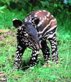 Nutzerbilder Marché Patakan (im Zoo Leipzig)