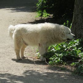 Einsamer Hund