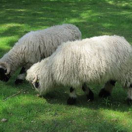 Eine sehr große und temperamentvolle Schafsrasse