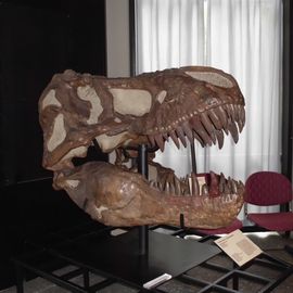 Tyrannosaurus Schädel