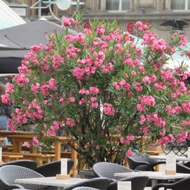 Außenbereich: Oleander als Kübelpflanze