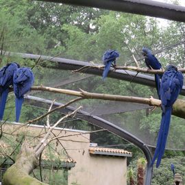 Hyazintharas in der begehbaren Voliere