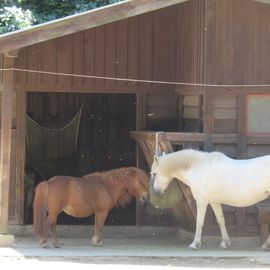 Pony und Pferd