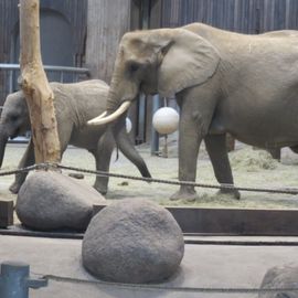 Im Elefantenhaus