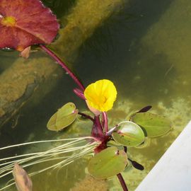 gelbblühende Wasserpflanze
